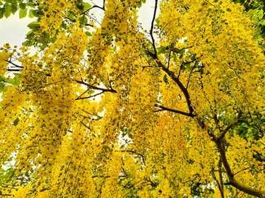 15 GOLDEN SHOWER TREE Gold Rush Yellow Cassia Fistula Flower Seeds